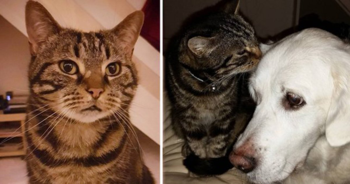 В Сети нашли забавного кота, который любит собак и ненавидит котов. ФОТО