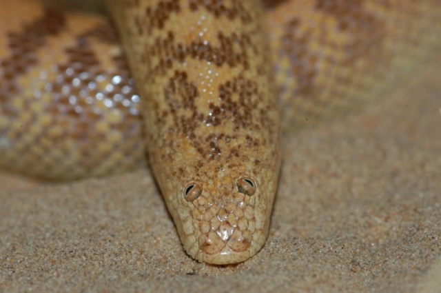 Аравийская песочная боа — самая забавная змея