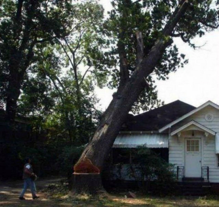 Прощай старое дерево, здравствуй новый дом. | Фото: Humor.fm.