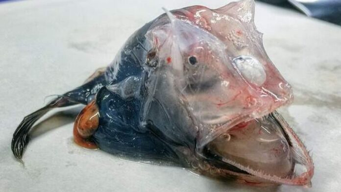Рыбак показал необычный улов с прозрачной кожей. ФОТО