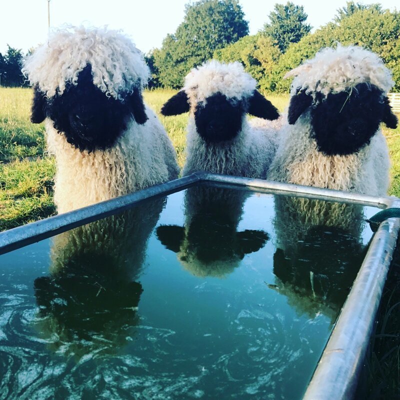 Валлийские черноносые овцы: милашки или предвестники апокалипсиса