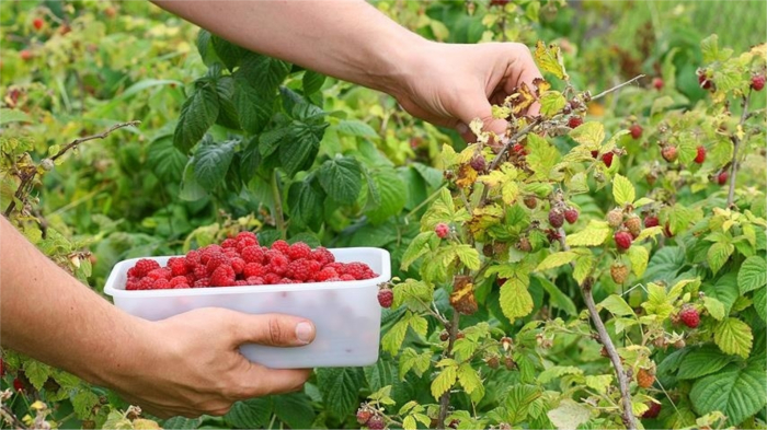 Летние фрукты и ягоды, из-за которых можно набрать лишний вес