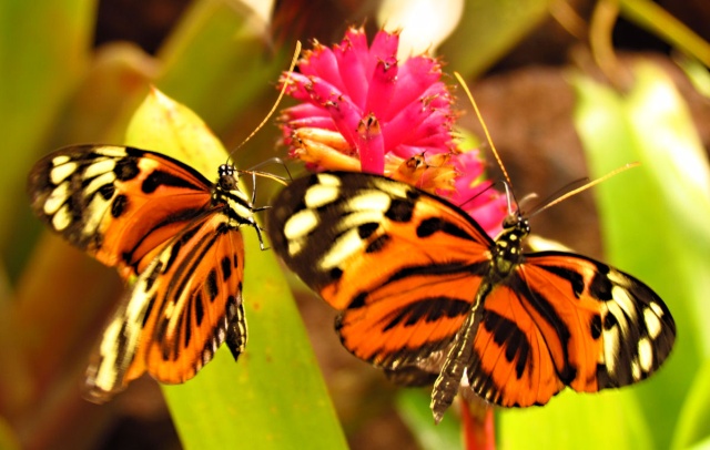 Золотые куколки южноамериканской бабочки