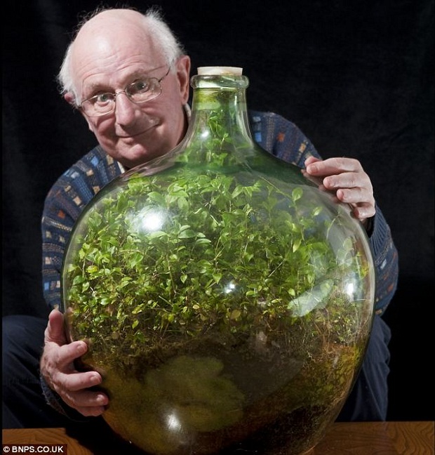 Растение уже 40 лет живет в закупоренной бутылке. ФОТО