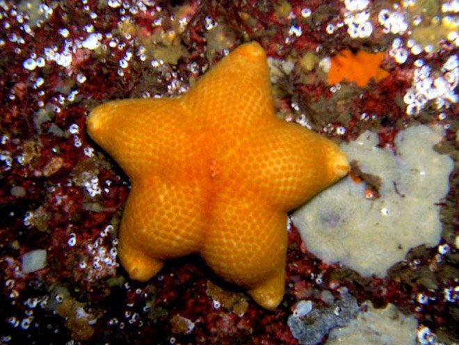 Подборка снимков морских звёзд