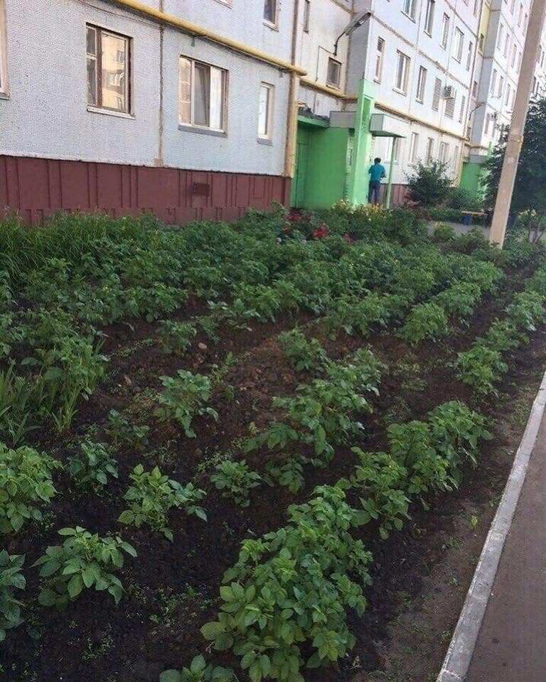 Киевлян насмешил огород на клумбе у жилого дома. ФОТО