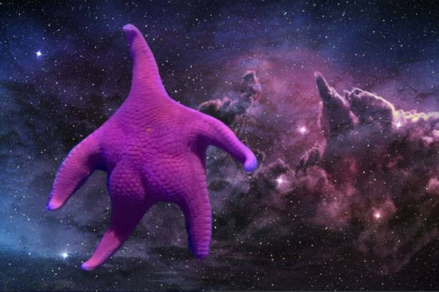 Морская звезда, похожая на персонажа «Спанч Боба», стала звездой мемов. ФОТО