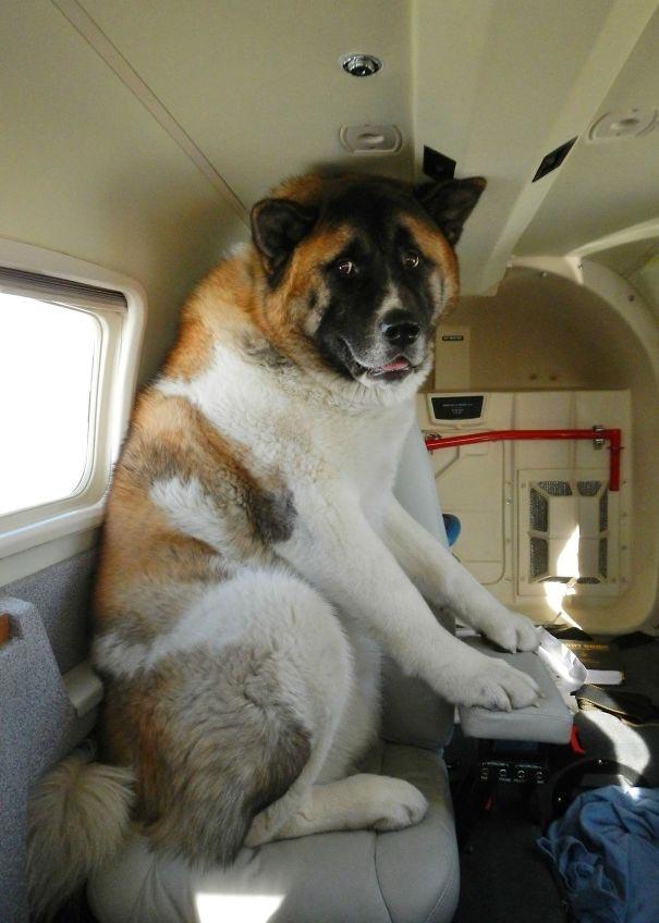 Курьезные снимки животные, которые стали самыми необычными пассажирами самолетов (ФОТО)
