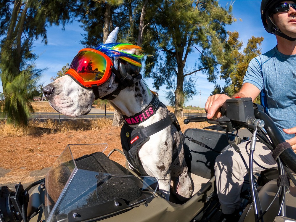 Дог любит кататься с хозяином в коляске мотоцикла по Калифорнии. ФОТО