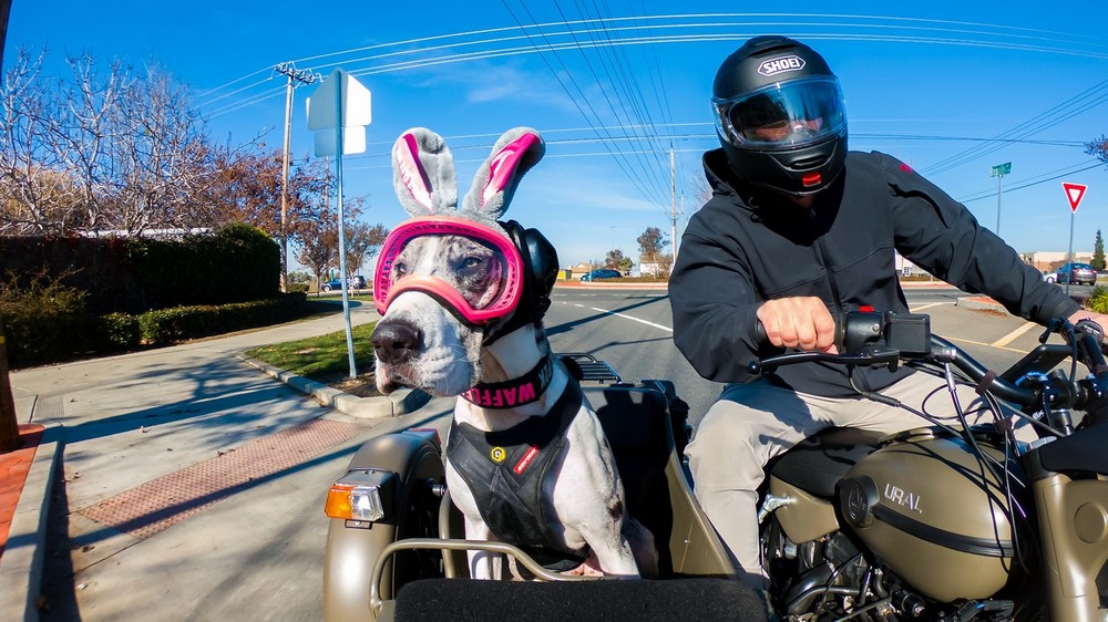 Дог любит кататься с хозяином в коляске мотоцикла по Калифорнии
