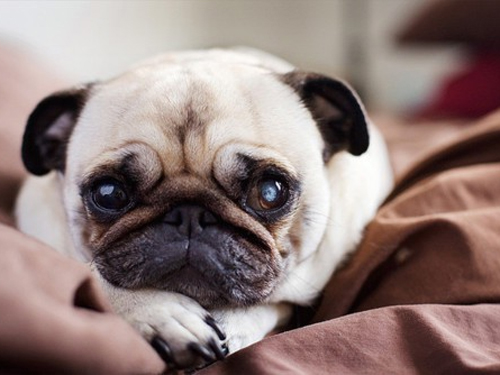 Учёные объяснили, почему собак жалко больше, чем людей