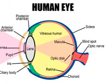Ученые открыли новый слой роговицы глаза 