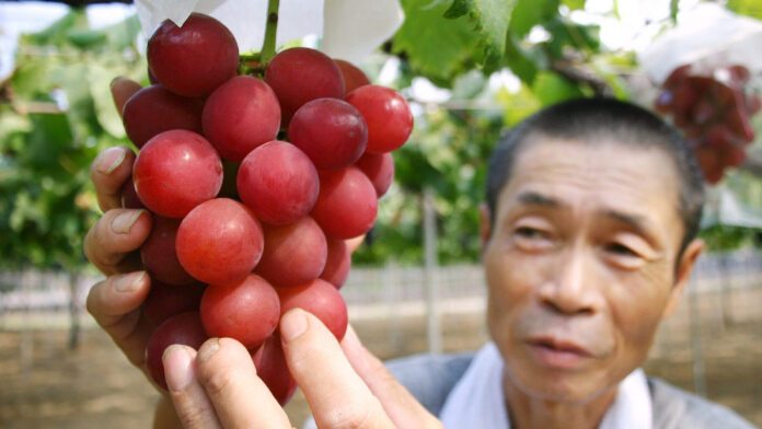 В Японии за баснословные деньги продали гроздь винограда. ФОТО