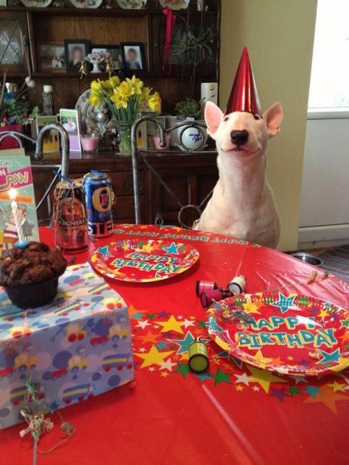 Забавные животные, радующиеся своему дню рождения. ФОТО