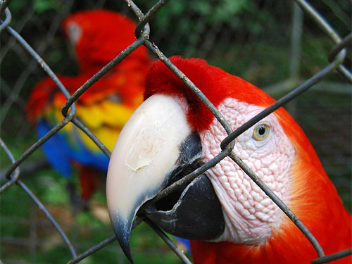 Коста-Рика закрывает зоопарки. Животные будут свободно гулять по стране