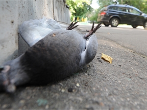 В Москве начали массово гибнуть голуби 