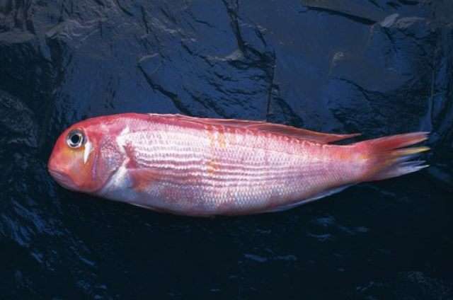 Так выглядят самые смертоносные виды рыб. ФОТО