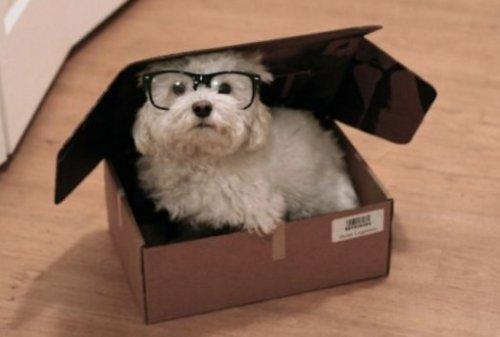Собаки, которые тоже обожают сидеть в коробках (ФОТО)