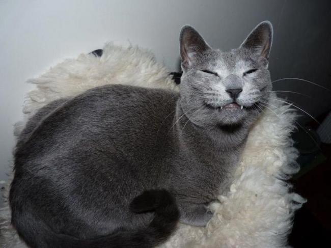 25 смешных котов, которые явно перебрали с кошачьей мятой (ФОТО)