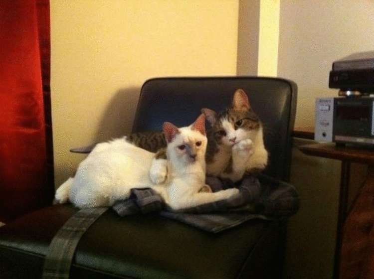 Смешные фотки котов, которых поймали «на горячем». ФОТО