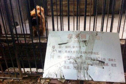В китайском зоопарке вместо льва показывали собаку