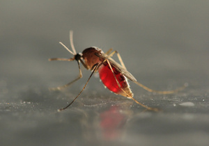 Власти одного из американских штатов предложили использовать беспилотники для слежки за комарами