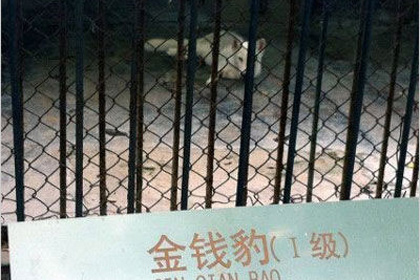 Китайский зоопарк с собакой вместо льва закрыли
