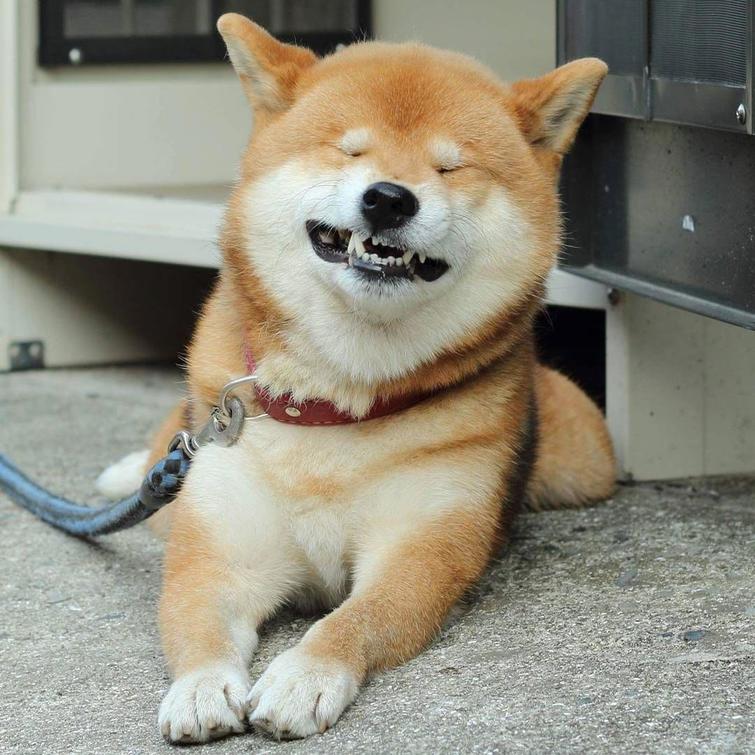 Потешные доказательства того, что сиба-ину – самая милая в мире порода собак. ФОТО