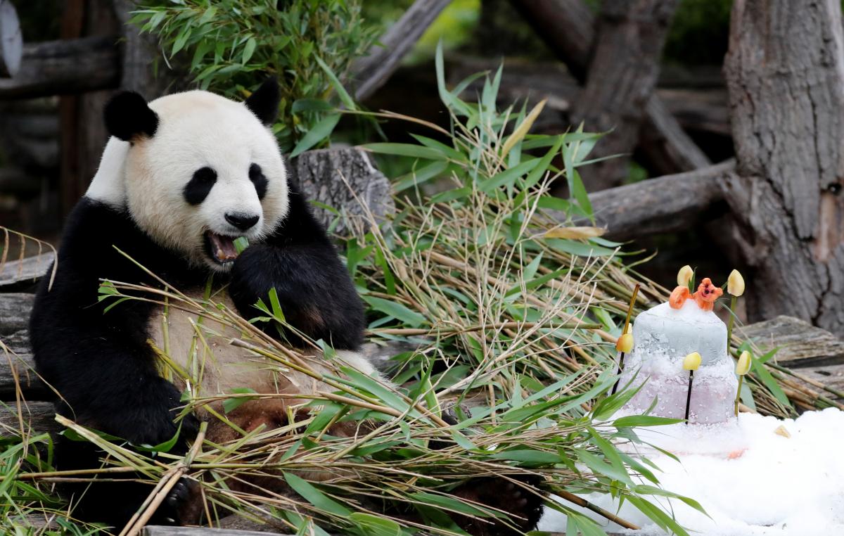 Милые кадры: панда получила на день рождения торт. ФОТО