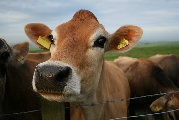 Эстонских коров будут облагать налогом за газы