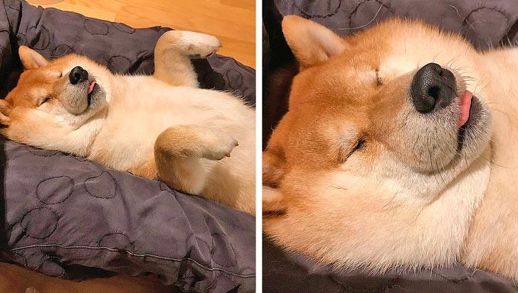 Потешные доказательства того, что сиба-ину – самая милая в мире порода собак. ФОТО