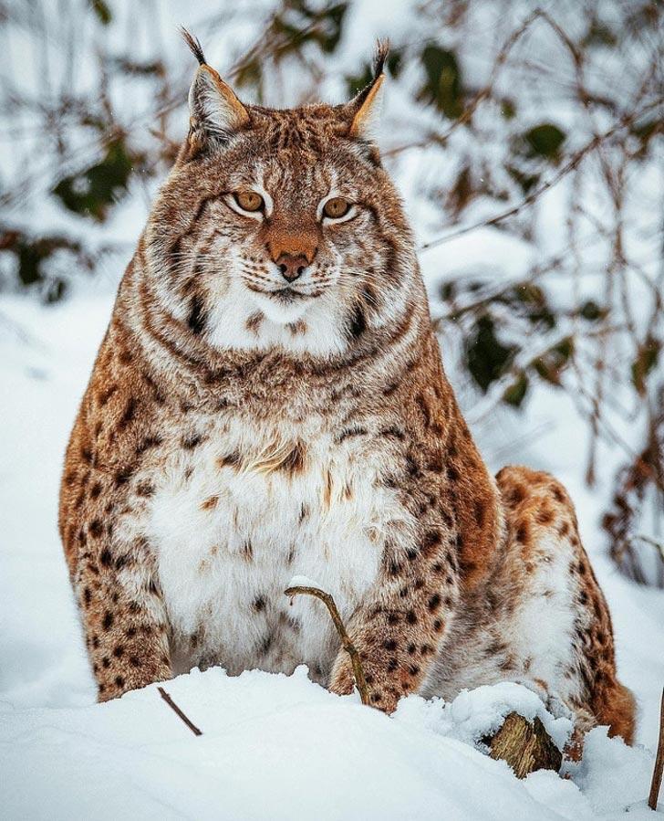 Уморительные фотки котов, которым пора сесть на диету. ФОТО