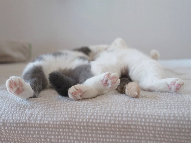 Коты тоже спят на спине