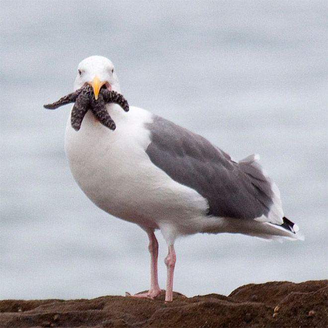 Чайки, пожирающие морских звезд