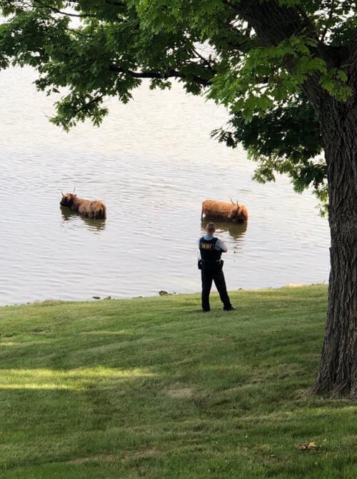 коровы искупались в озере