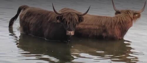 коровы искупались в озере