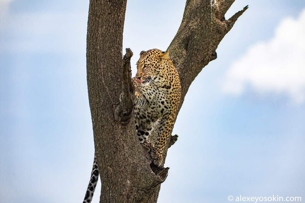 Фотограф показал грацию и силу леопарда на охоте. Фото