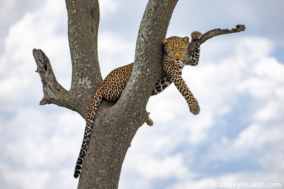 Фотограф показал грацию и силу леопарда на охоте. Фото