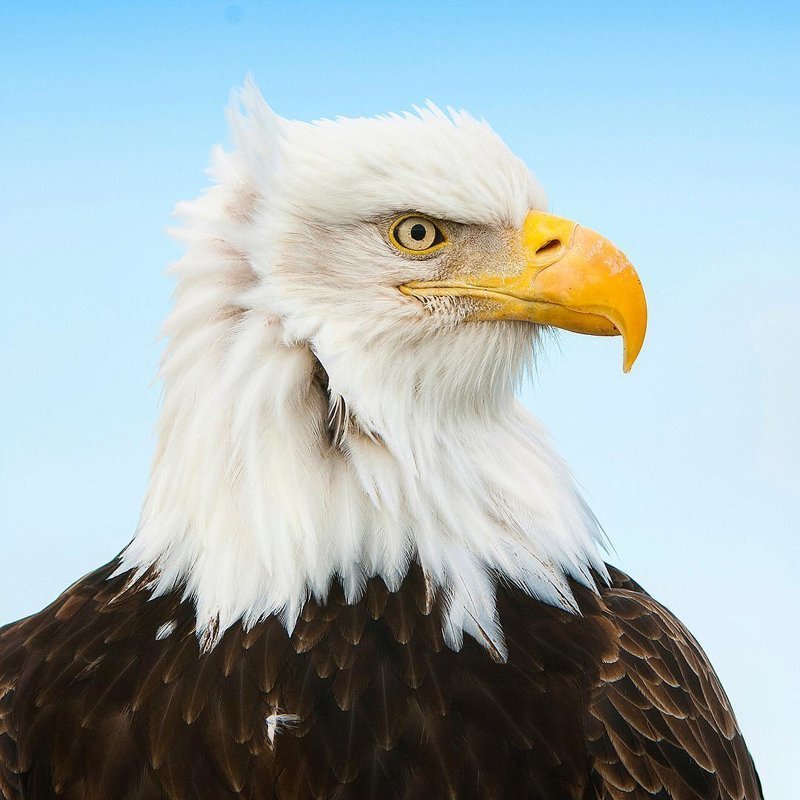 Немецкий фотограф показал красоту диких животных. Фото