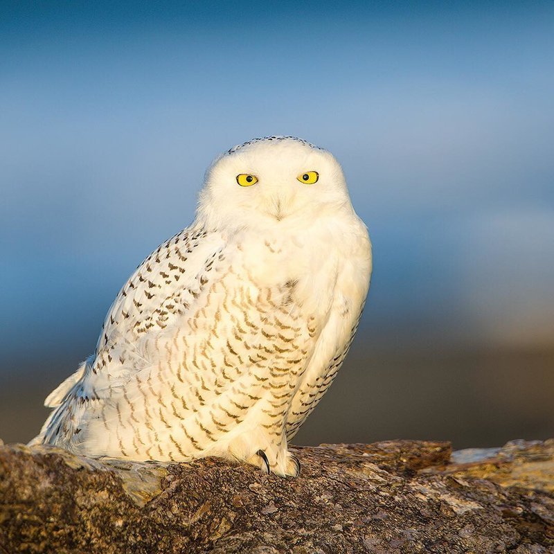 Немецкий фотограф показал красоту диких животных. Фото