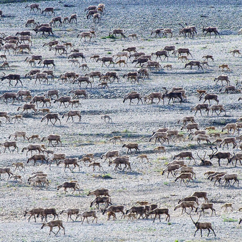 Немецкий фотограф показал красоту диких животных. Фото