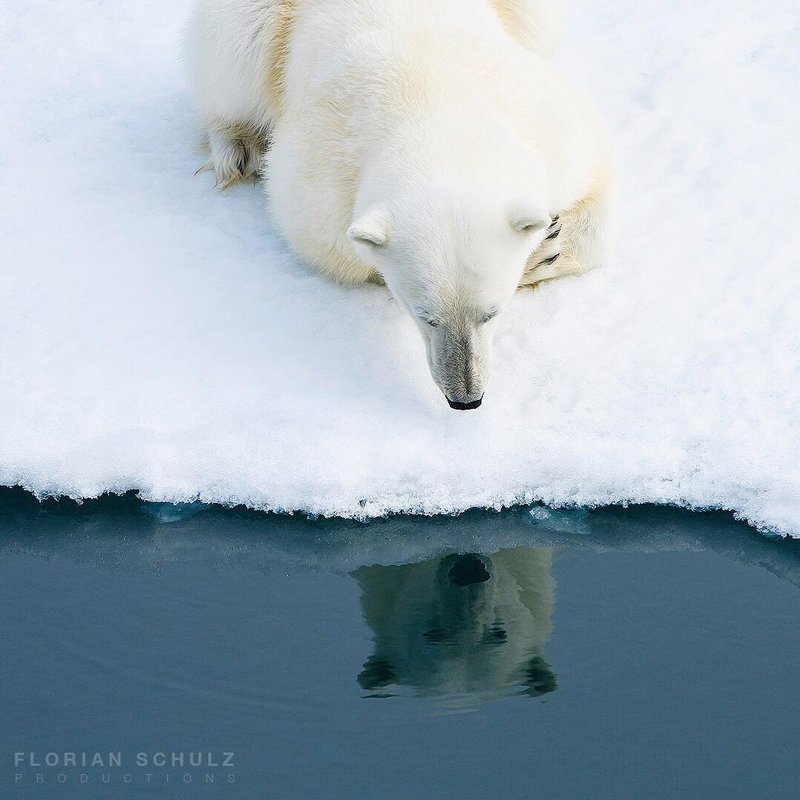 Немецкий фотограф показал красоту диких животных. Фото