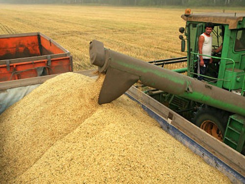 Несмотря на рекордный урожай зерна, аграрии пойдут в минус
