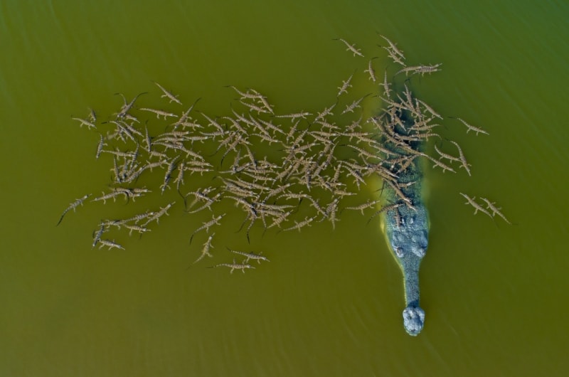 Эффектные снимки с фотоконкурса Drone Awards 2019. Фото