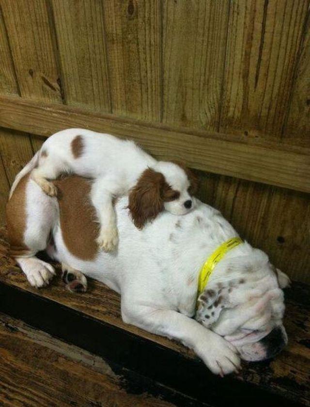 Уморительная подборка собак, спящих в невообразимых позах. ФОТО
