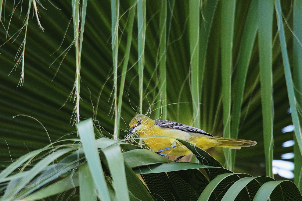 Снимки с птичьего конкурса Audubon Photography Awards 2019