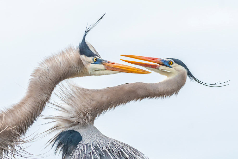 Снимки с птичьего конкурса Audubon Photography Awards 2019