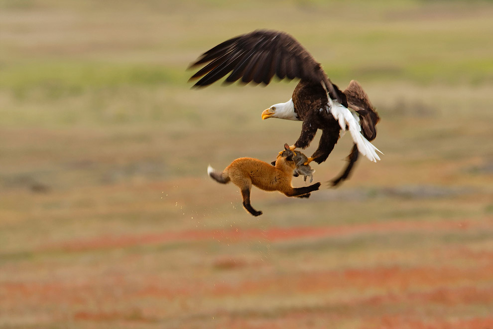 Снимки с птичьего конкурса Audubon Photography Awards 2019