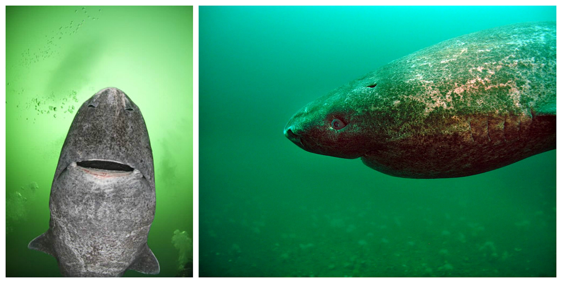 В Атлантическом океане нашли самое старое животное на Земле. Фото