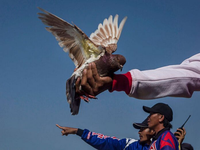 В Индонезии «гоночного» голубя продали за 100 тысяч долларов